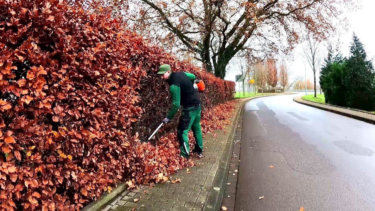 We had only TWO HOURS  before DARK to trim the Beech Hedge