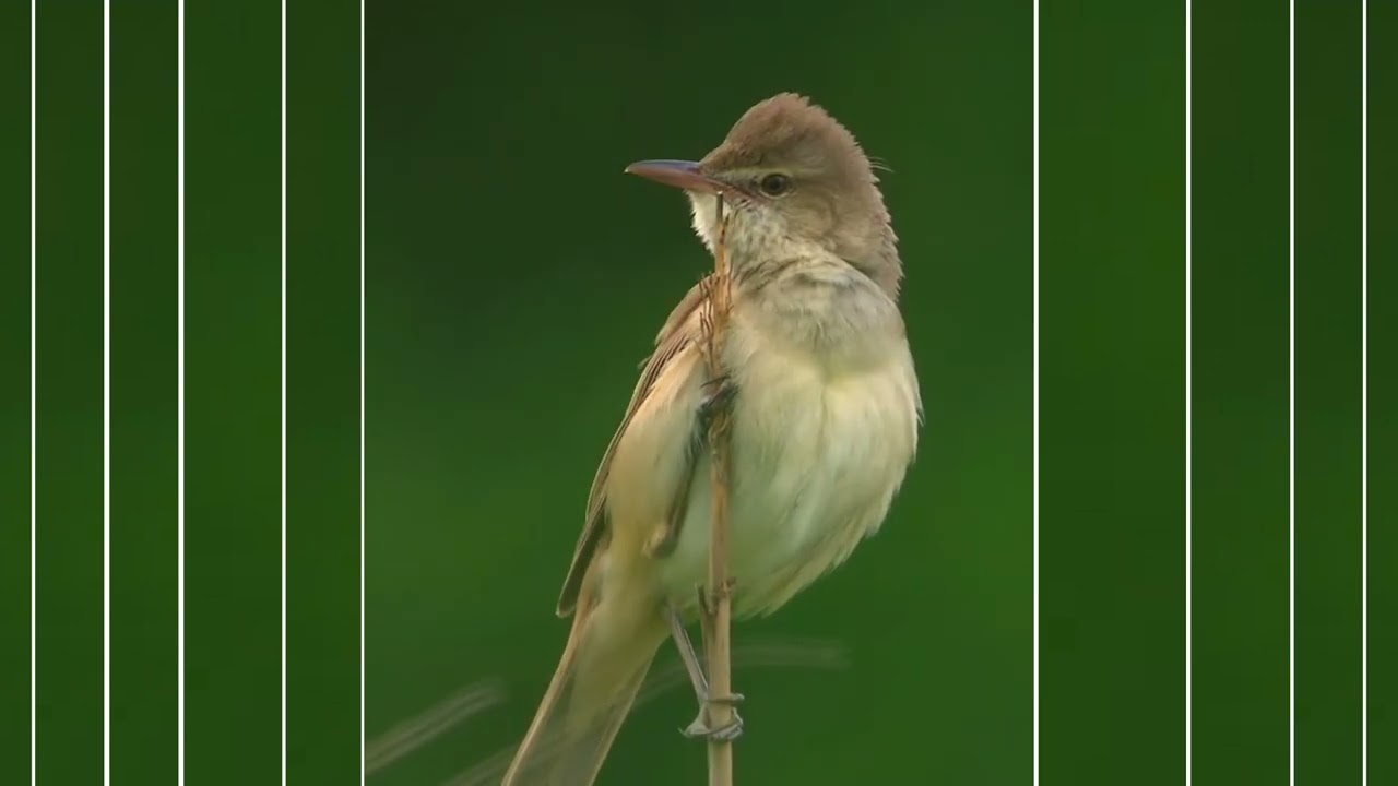Amazing Singing Oriental Reed Warbler