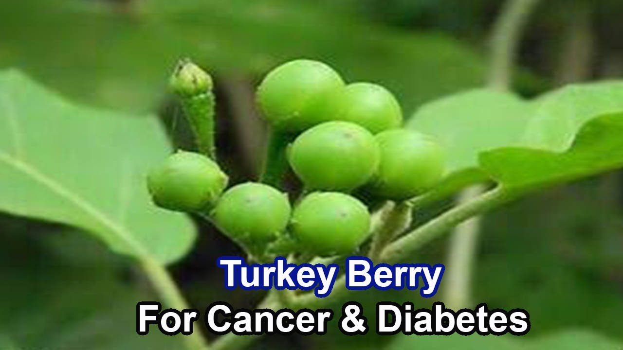 8 Secret Health Benefits of Turkey Berry