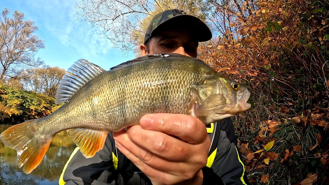 Jesienne OKONIE z malowniczej rzeki na czeburaszkę i jigi.