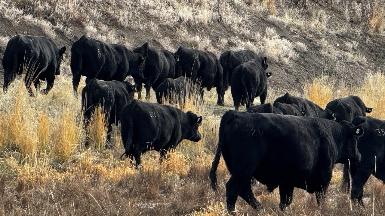 La Temporada De Recuperación Y Descanso Para Los Toros A Comenzado 