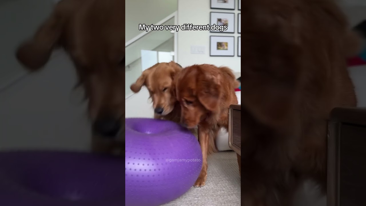 My Dogs Share A Braincell #dogreactions #goldenretriever #dogduo #seconddog #siblings #sillydogs