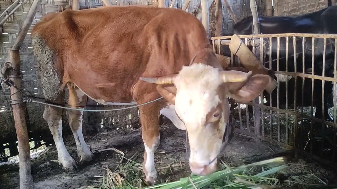 H397 Combor Sapi Simental Hamil-H90 Di Sore Hari | Minggu 25 Januari 2026
