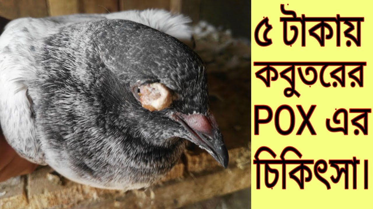 মাত্র ৫ টাকায় কবুতরের POX  এর চিকিৎসা।