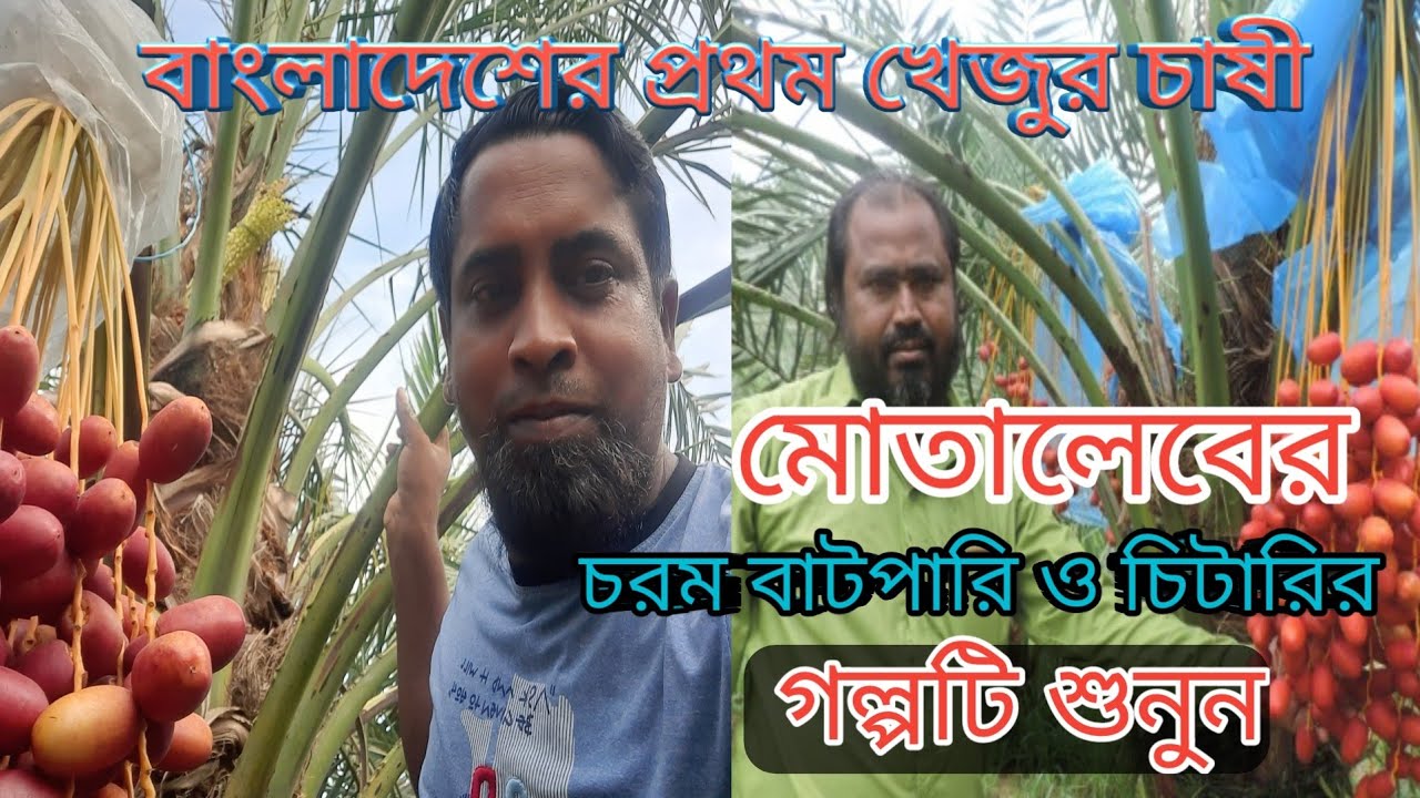 বাংলাদেশে সৌদি খেজুর চাষ পদ্ধতি/বাংলাদেশের প্রথম সৌদি খেজুর চাষী মোতালেবের চরম বাটপারি ও চিটারি
