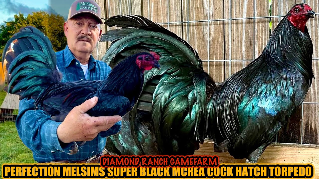 Perfaction Melsims Super Black Mcrea Cock Hatch Torpedo ~ DIAMOND RANCH GAMEFARM