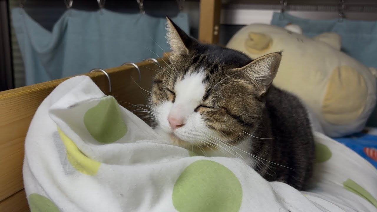 娘の二度寝を物理的に妨害する猫