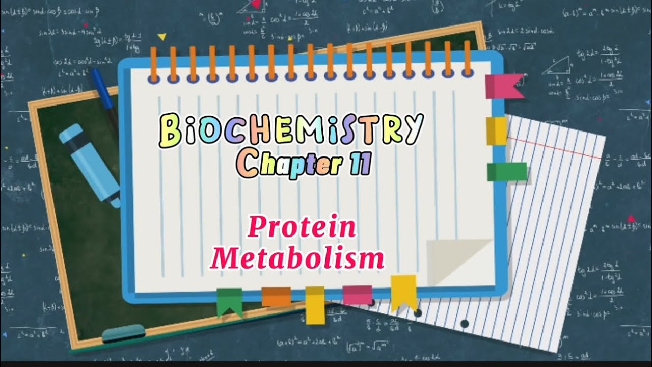Protein Metabolism chapter 11 Instant Biochemistry by Faiq Ahmad