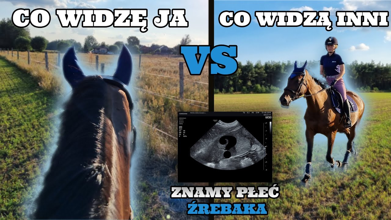 STAJENNY VLOG #27 | ZNAM PŁEĆ ŹREBAKA! | GALOP Z GOPRO