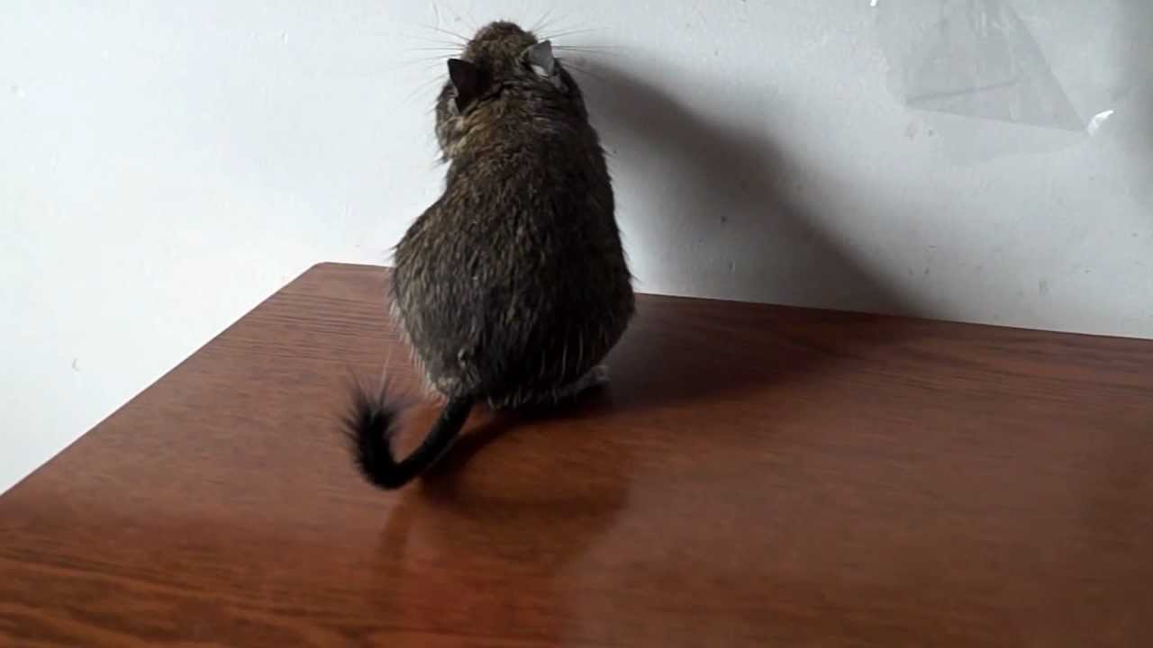 Degu (Octodon degus)