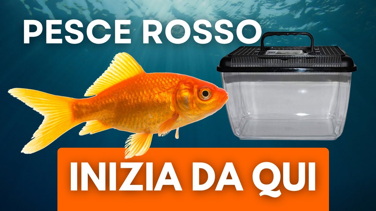 Quello che devi sapere se hai appena preso un pesce rosso ⚠️