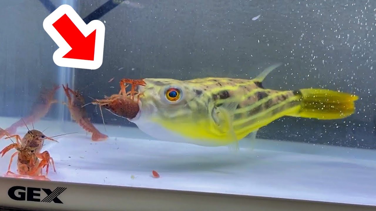 腹ペコのフグが大量のザリガニをバリバリと食い尽くす・・・！