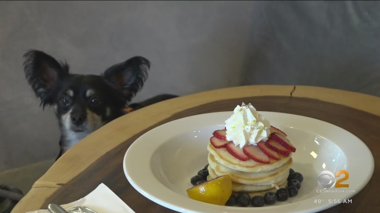 Dog-friendly caf&eacute; building community in Astoria, Queens