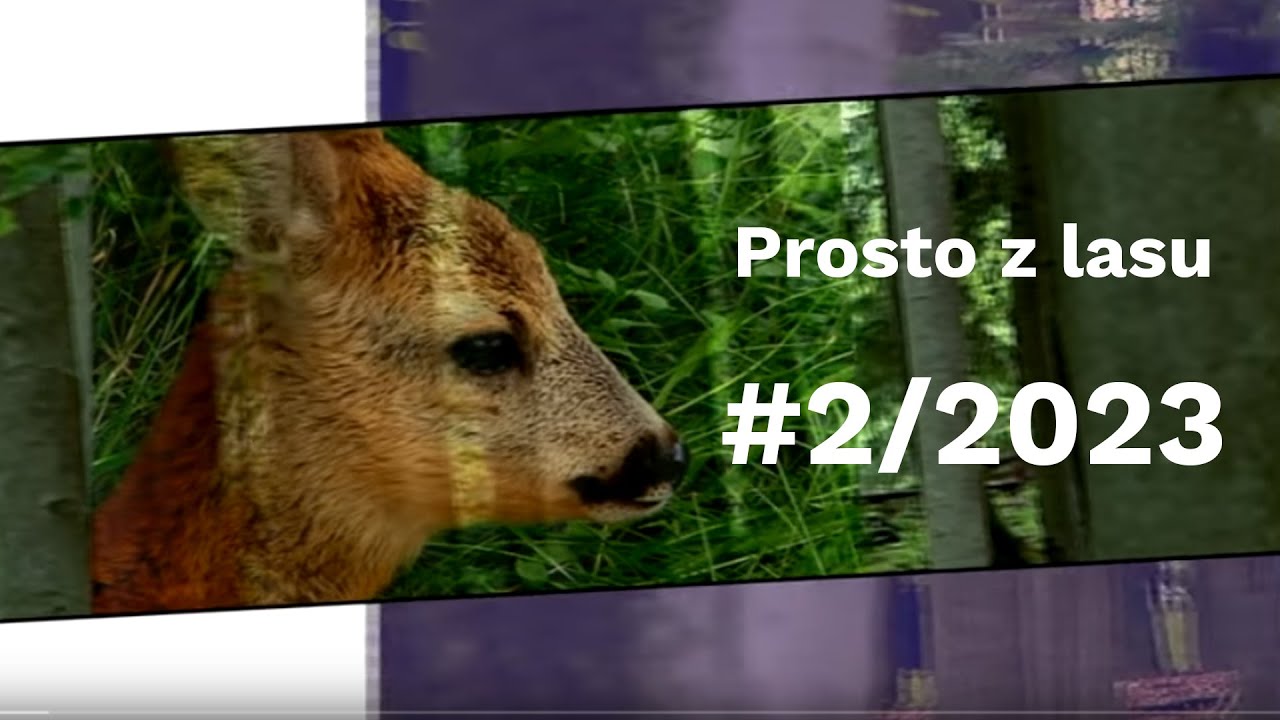 Prosto z lasu |02 2023|