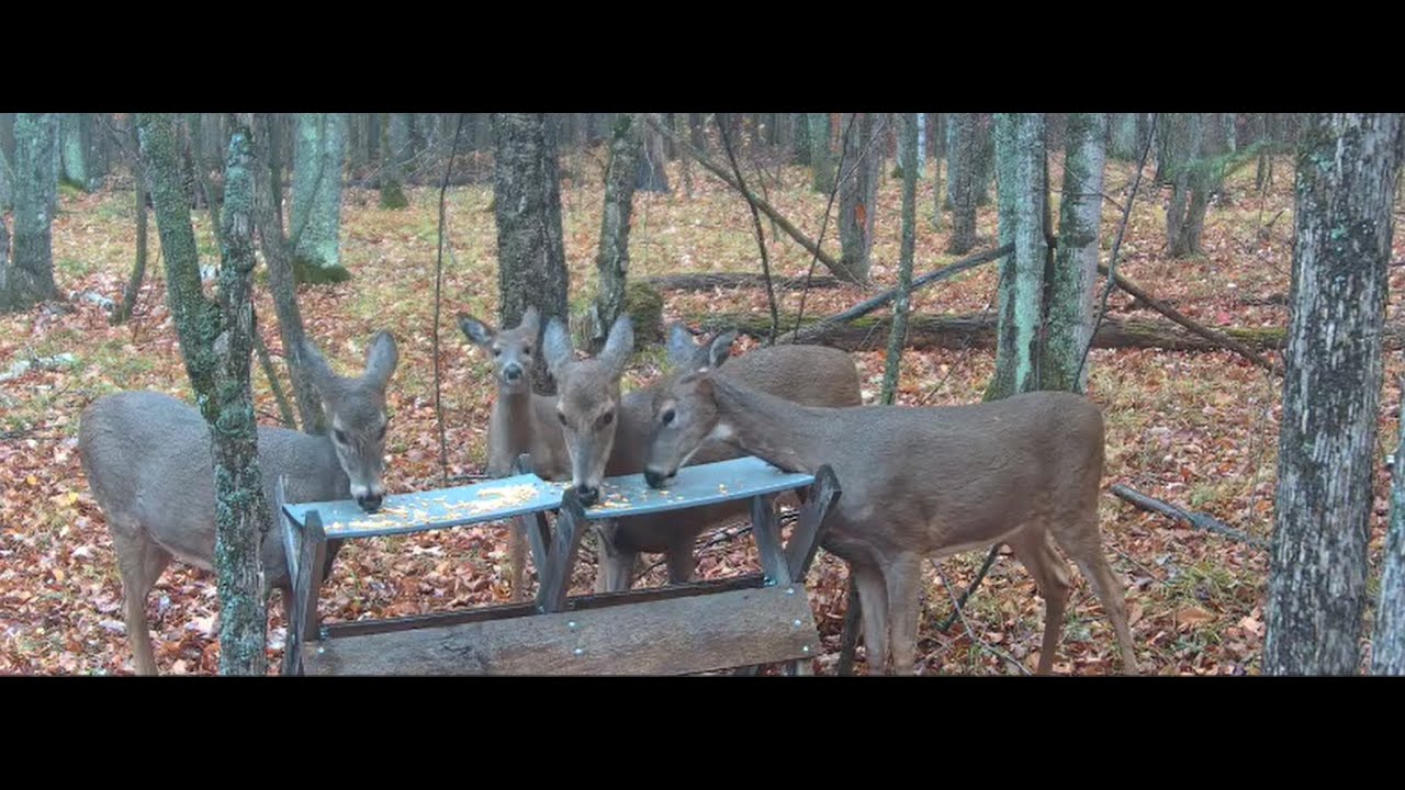 🔴 LIVE Wildlife Feeder | Birds, Squirrels & Forest Animals | Real Northern Wisconsin Nature