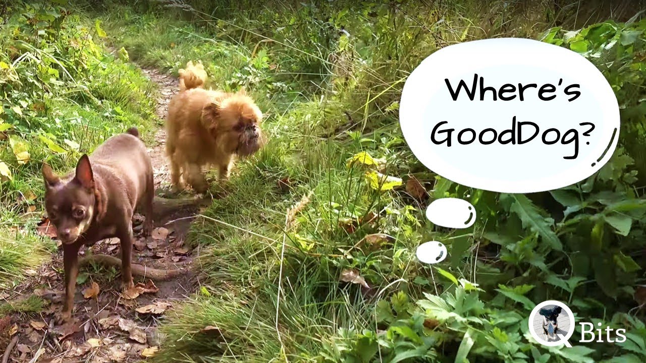 Where's GoodDog