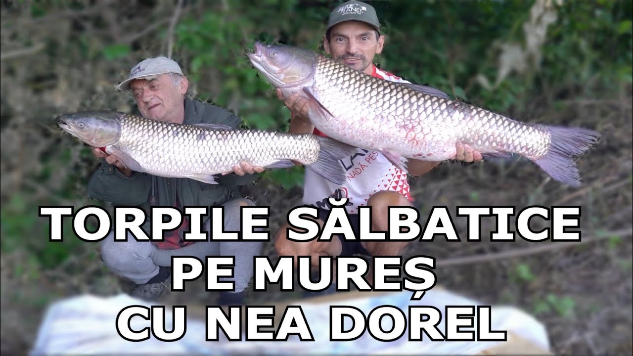 Un ViS Împlinit - TORPILE SĂLBATICE PE MURES CU NEA DOREL - Pescuit la Amur Salbatic pe Mures 2025