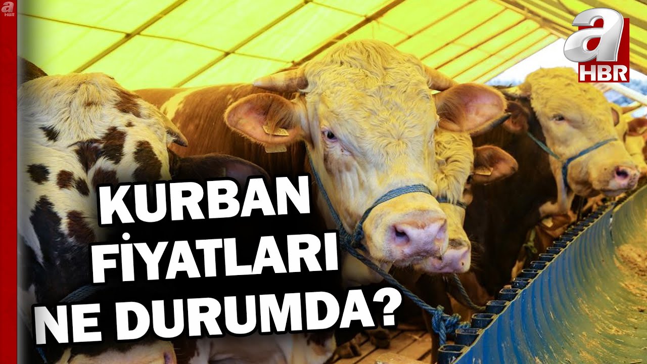 Kurban alırken nelere dikkat edilmeli? Hisse fiyatı ne kadar? | A Haber