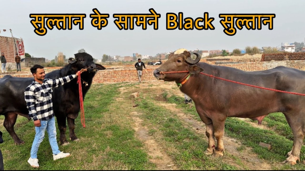 Sultan ke saamne black sultan || @Bull vlog