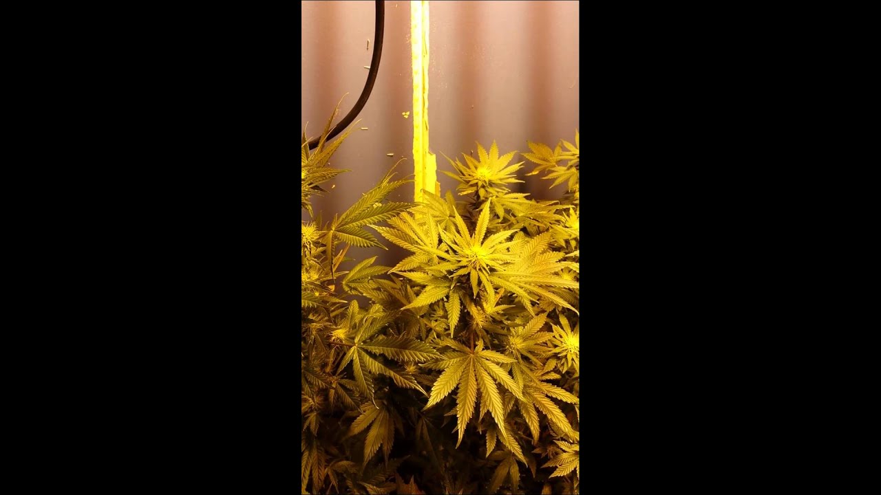 master kush, headband, ak47 organic