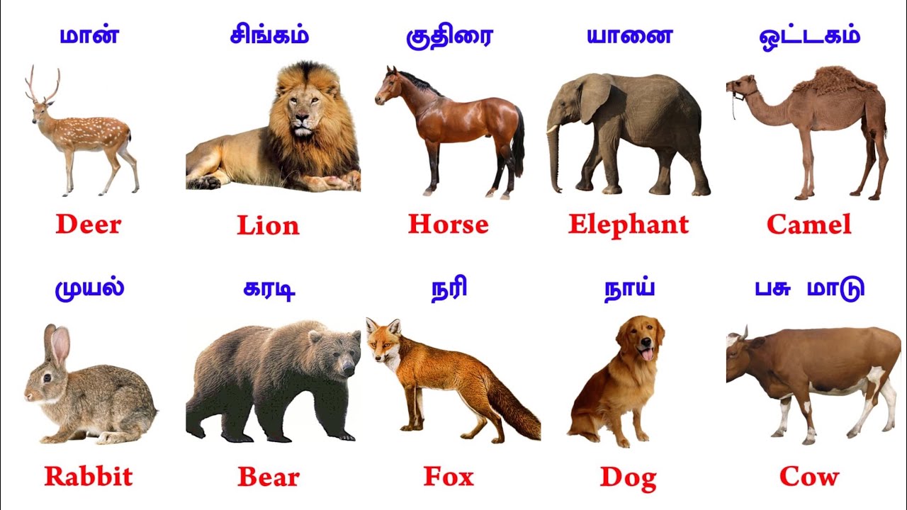 Animals Name Tamil And English ~ Learn Animals Name ~ FaazilClass