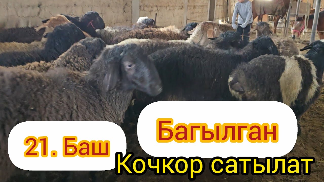 Бүгүн 27 февраль 2026 Багылган Кочкор Сатылат #Койбазар #малбазар #жалалабат #кыргызстан 