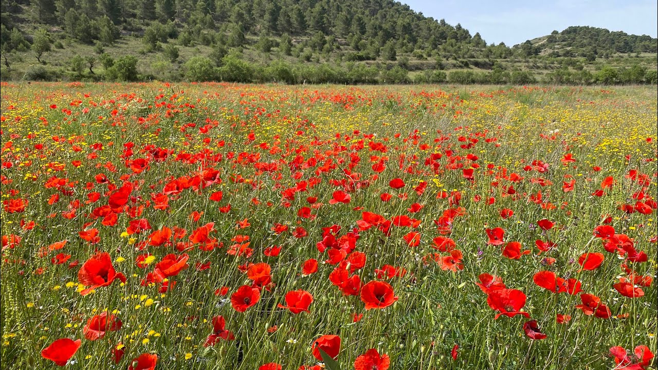 Ruta por los campos de amapolas de la Umbría de La Vella (Sierra de Crevillente, Alicante)