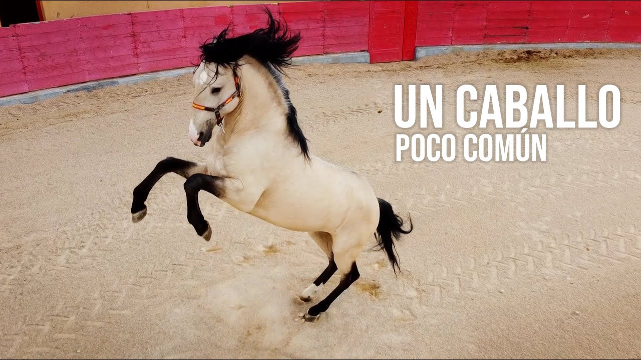 🐎 Un CABALLO poco COMÚN Todo sobre los Caballos del 🤠 Rejoneador Sergio Vegas Cid 2021