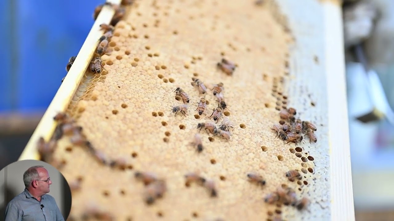 Solutions with Oxalic Acid in Beehives