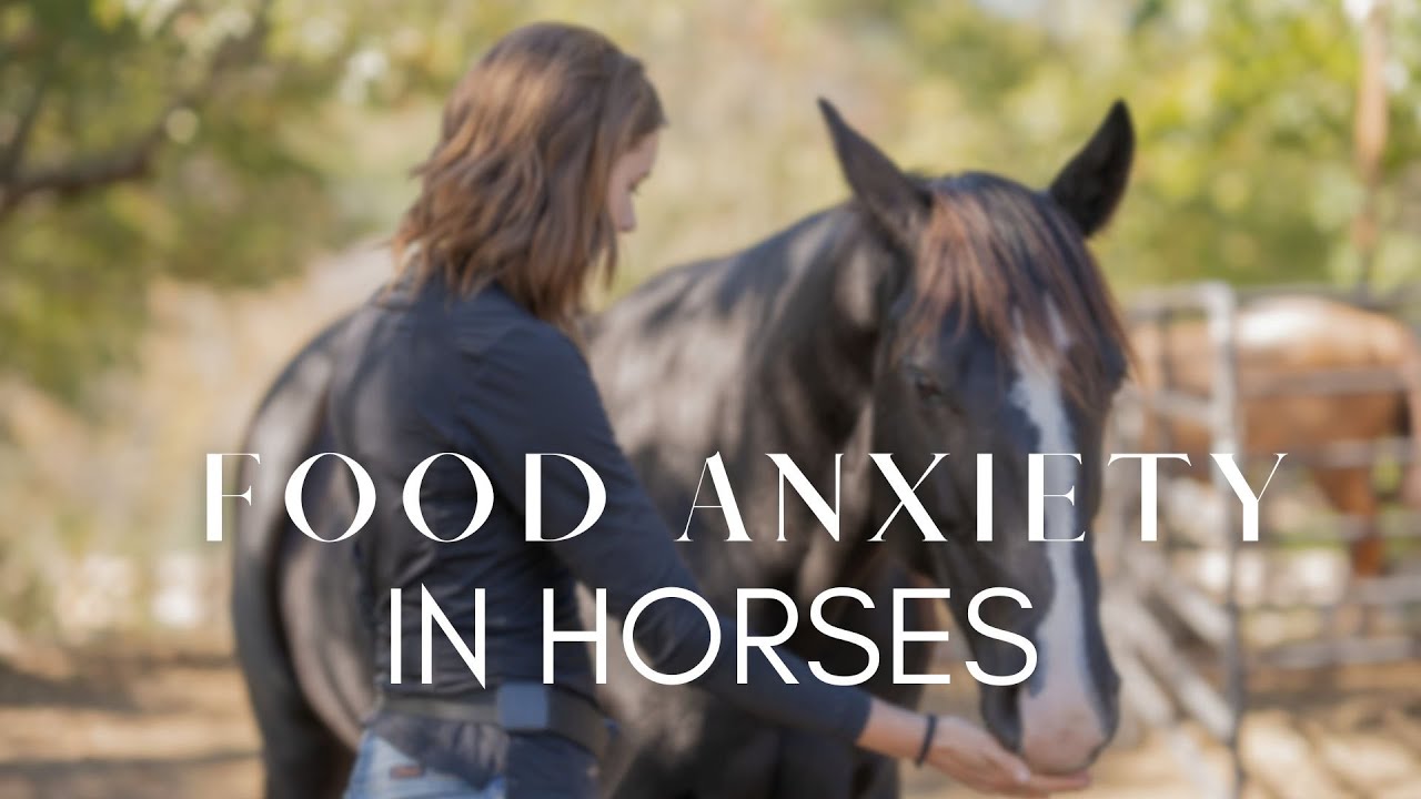 Understanding Food Anxiety in Horses: From Chaos to Calm