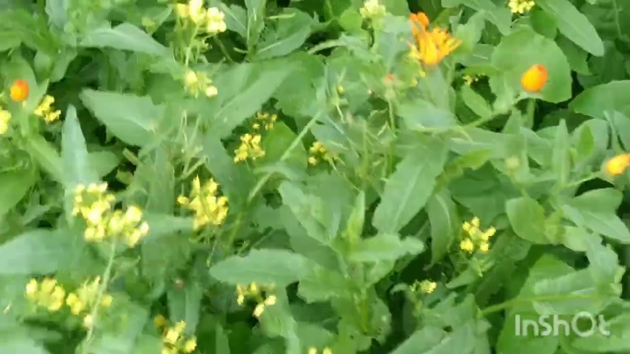 شاركت معكم احلى طبيعه