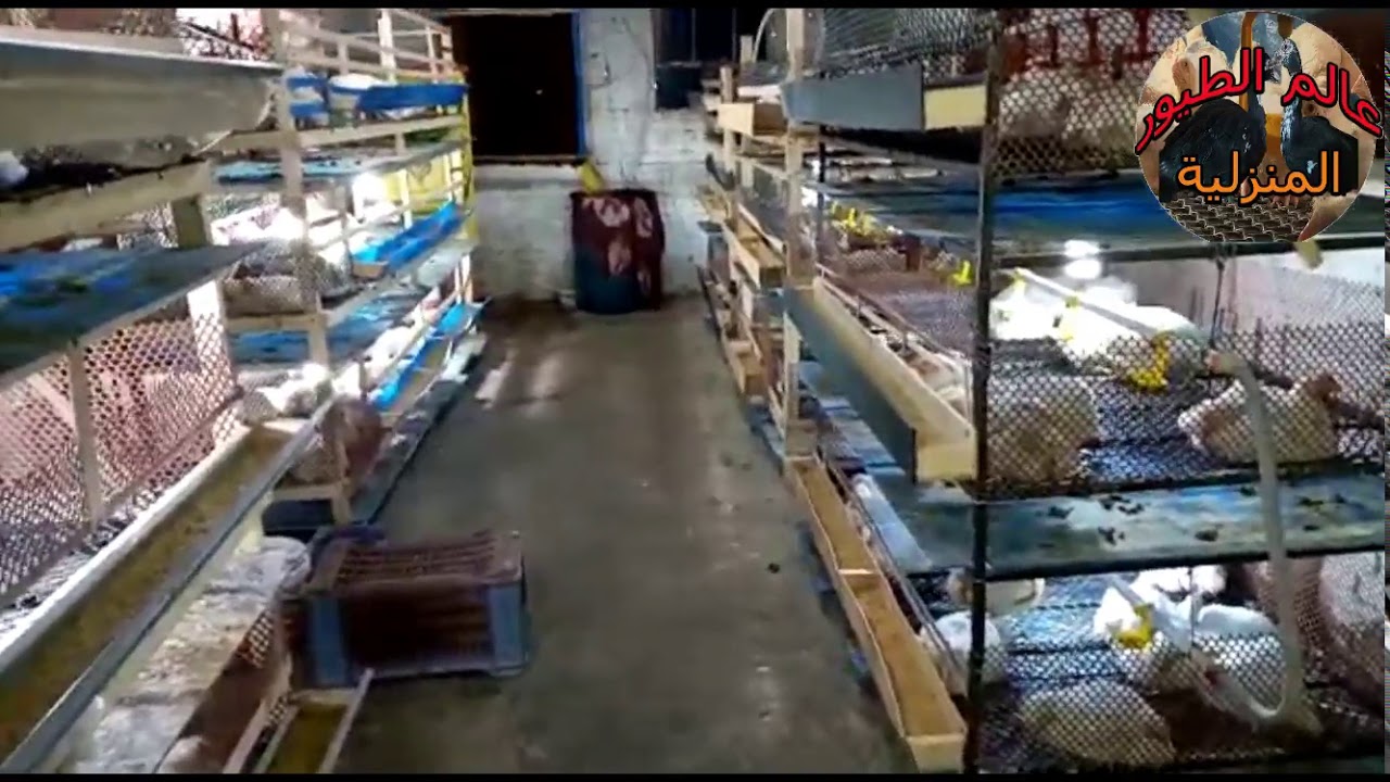 تربية الفراخ البيضاء // بطاريات خشب // تربية فى المنزل بالأعشاب