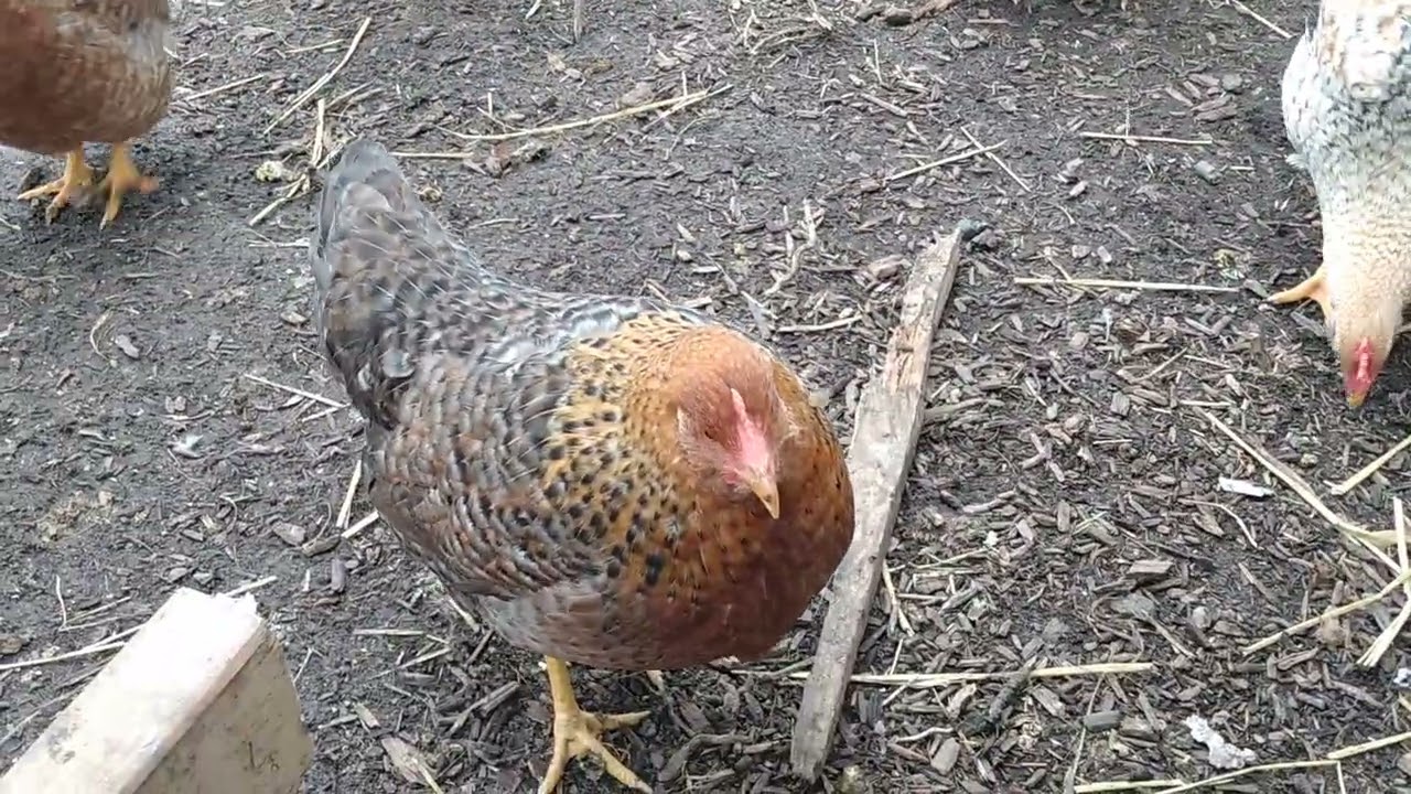 Chickens Hunting for Sunflower Seeds