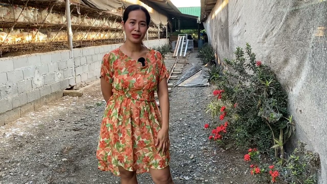 Ano ang mas MAGANDANG alagaan BROILER o RTL?