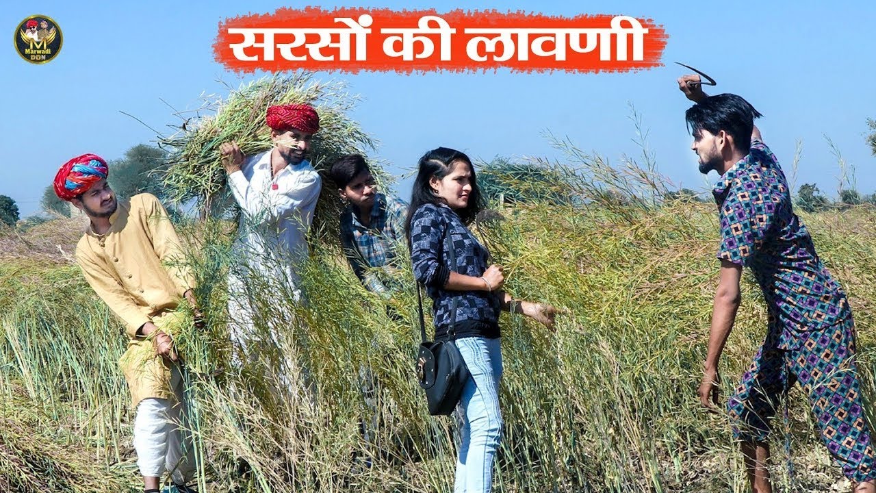 सरसों की लावणी की लड़ाई बोध्या का घुसा || दादा की महंत पर फिरा पानी Rajasthani Marwadi Comedy