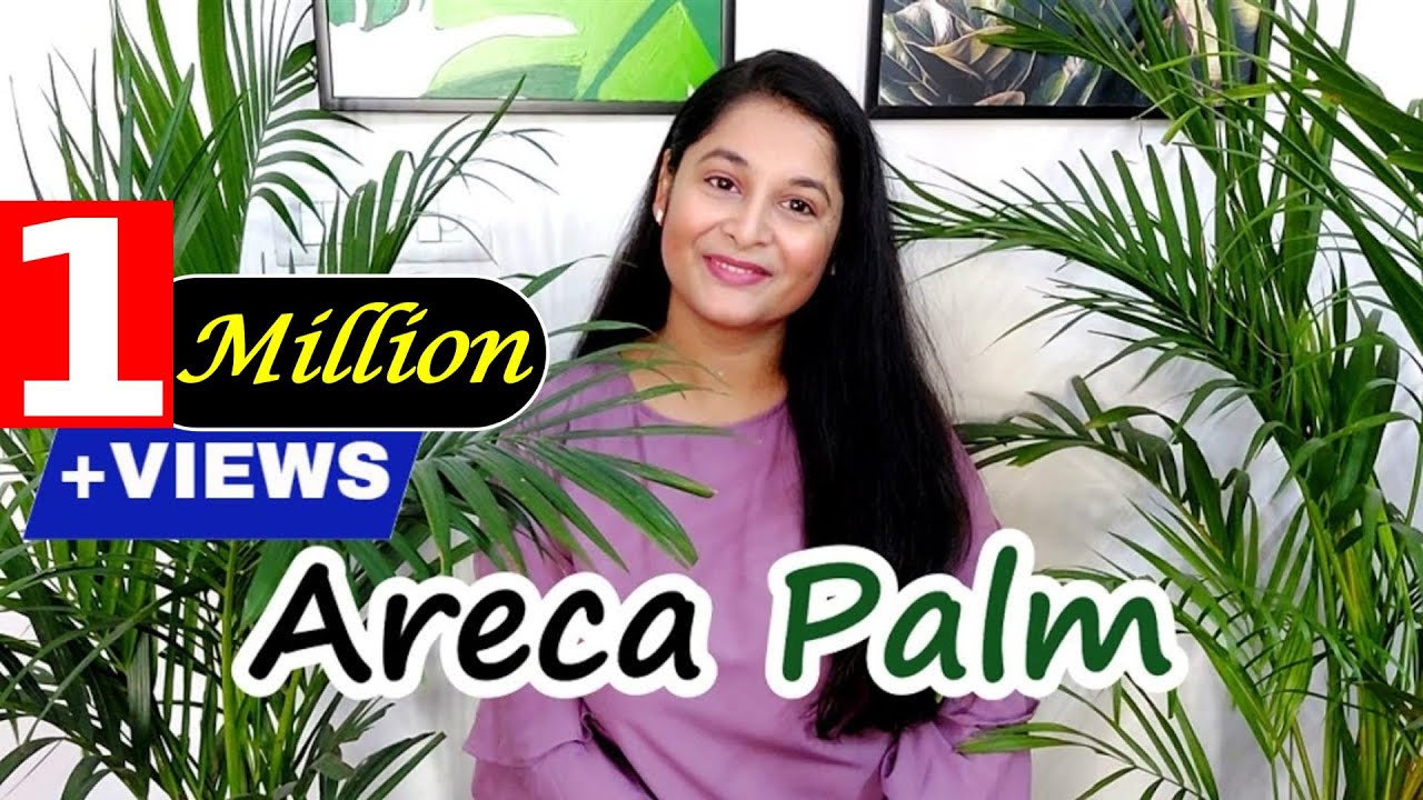 Areca Palm Complete Care Tips | How to Save and Water Areca Palm Leaves | #gardening #arecapalm