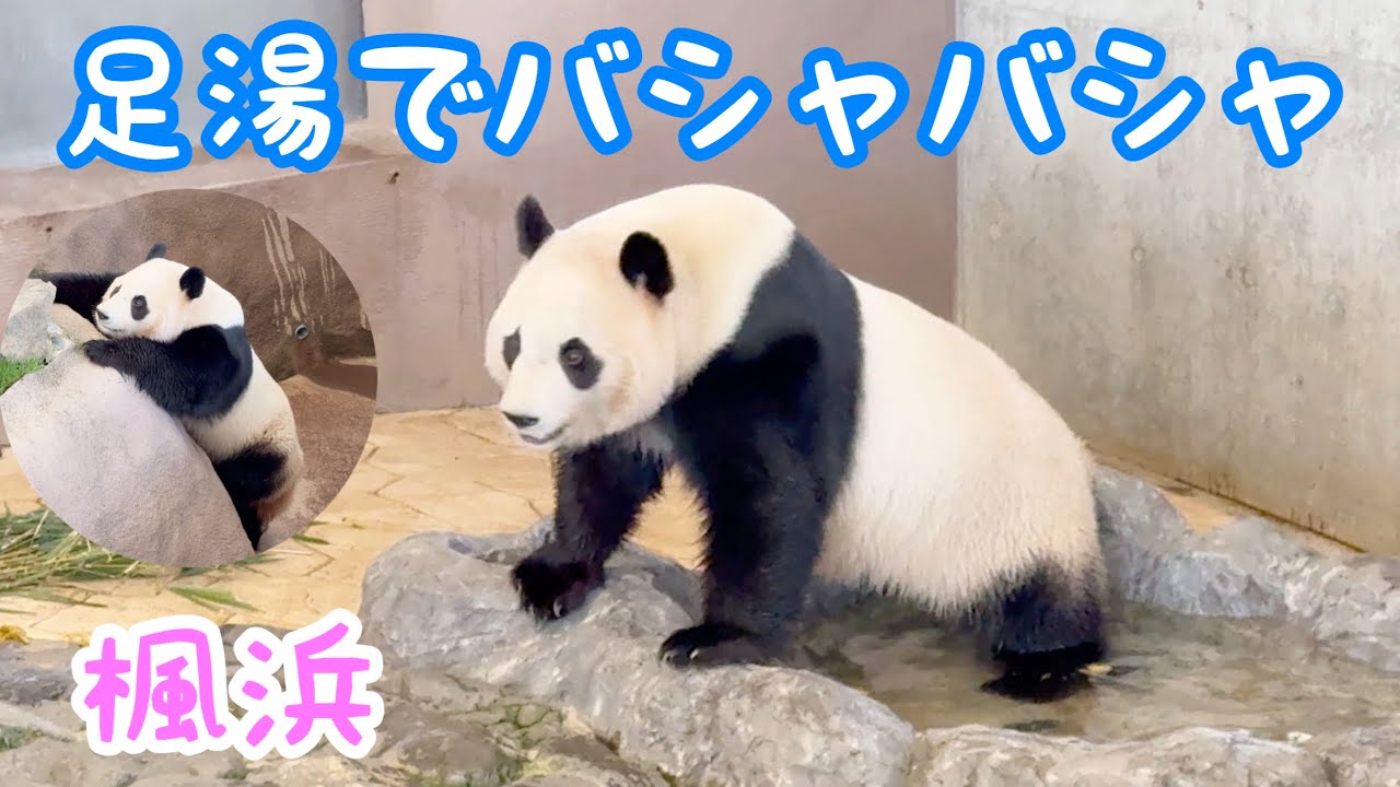 楓浜（ふうひん）♯396　【足湯でバシャバシャ】　かわいいパンダ　和歌山アドベンチャーワールド