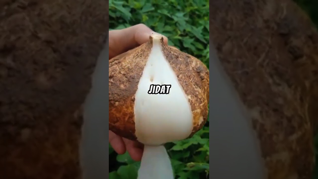 Kumpulan jokes Bapak-bapak receh garing tapi bikin ngakak part 6 #perfectpuzzle #lucu #kocak #viral