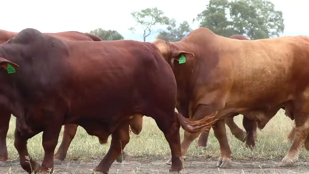 2023 Mungalla Mid-Summer Droughtmaster Bull Sale