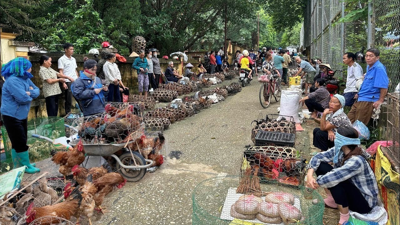 Chợ Phiên Vùng Cao Cuối Năm - Không Khí Sắm Tết Đã Bắt Đầu - Vẫn Rất Nhiều Đồ Rừng & Dược Liệu