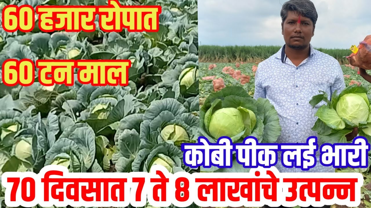 ६० हजार रोप ६० टन माल,अवघ्या ७० दिवसात ७  लाख उत्पन्न,कोबी लागवड व माहिती | cabbage|visionvarta|कोबी