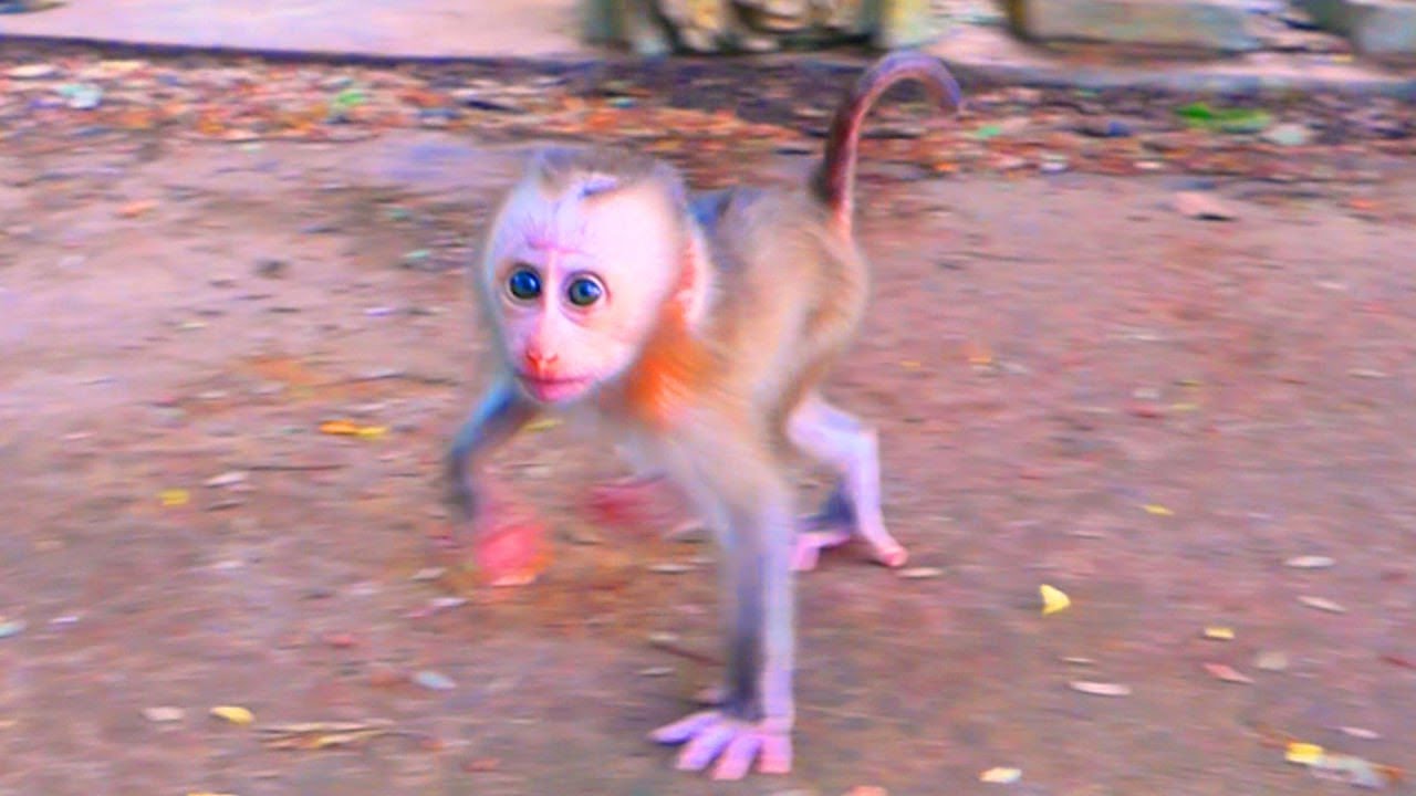 Adorable Baby Monkey&rsquo;s First Human Encounter &mdash; So Curious and Smart.
