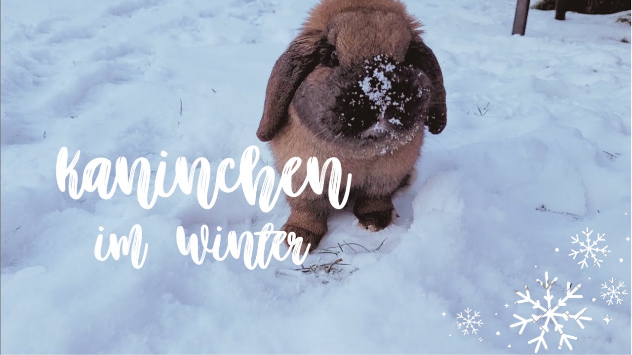 Kaninchen im Winter 🐰⛄❄️ | Tipps & Infos