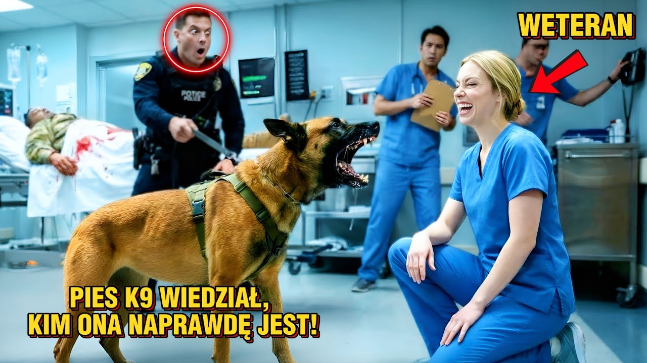 Pies K9 do wykrywania bomb wbiegł do szpitala — nie do torby, lecz do młodej pielęgniarki