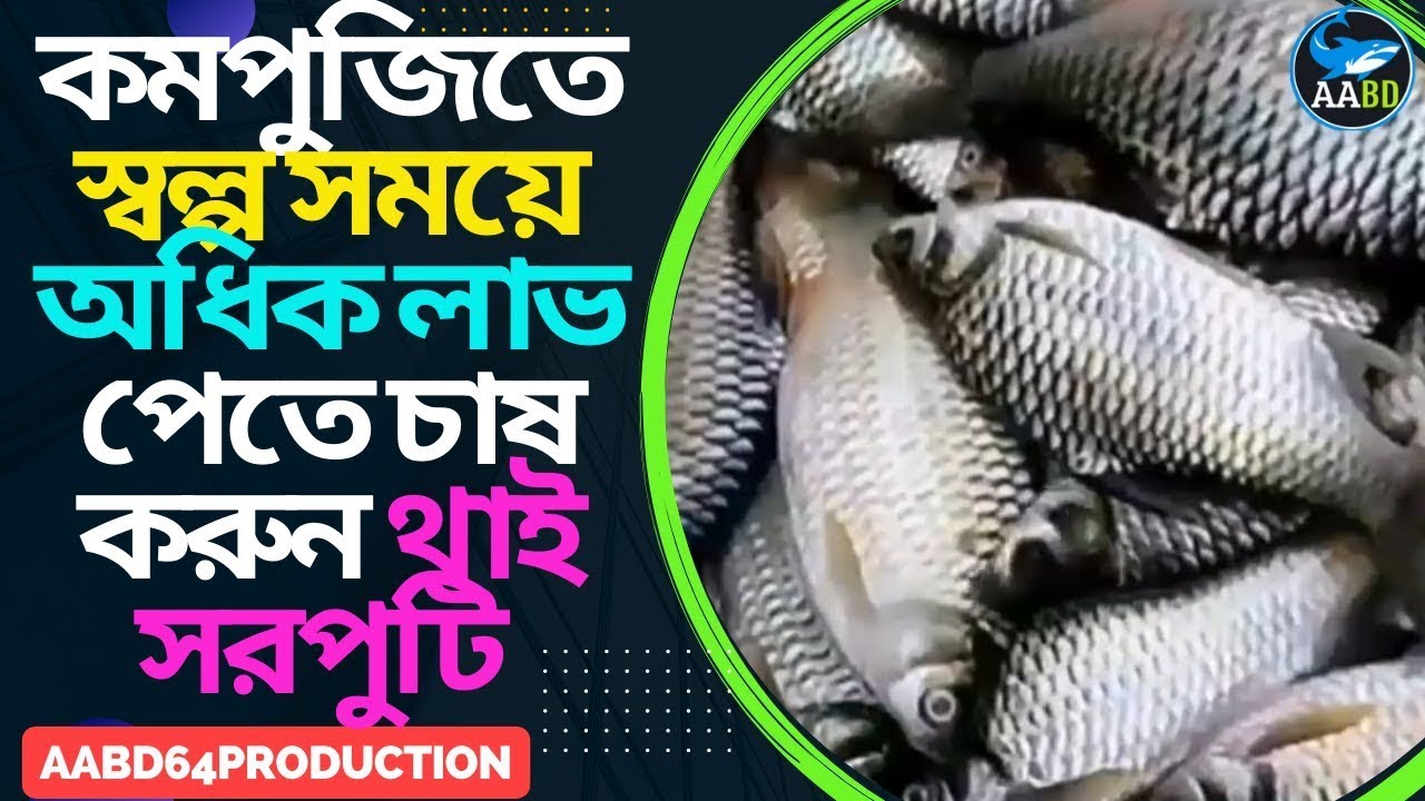 কমপুজিতে স্বল্প সময়ে অধিক লাভ পেতে চাষ করুন থাই সরপুটি (Culture Thai Puti for Get More Profit)