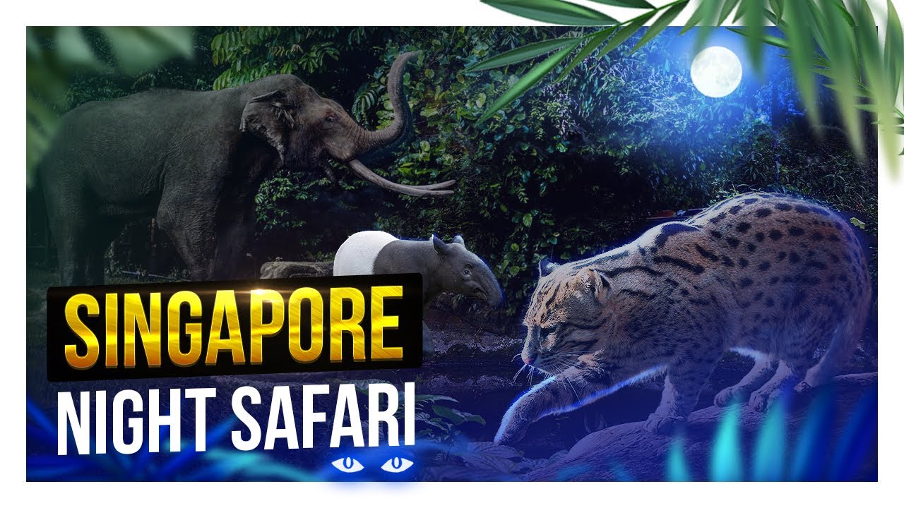 Best things to do in Singapore: Night Safari