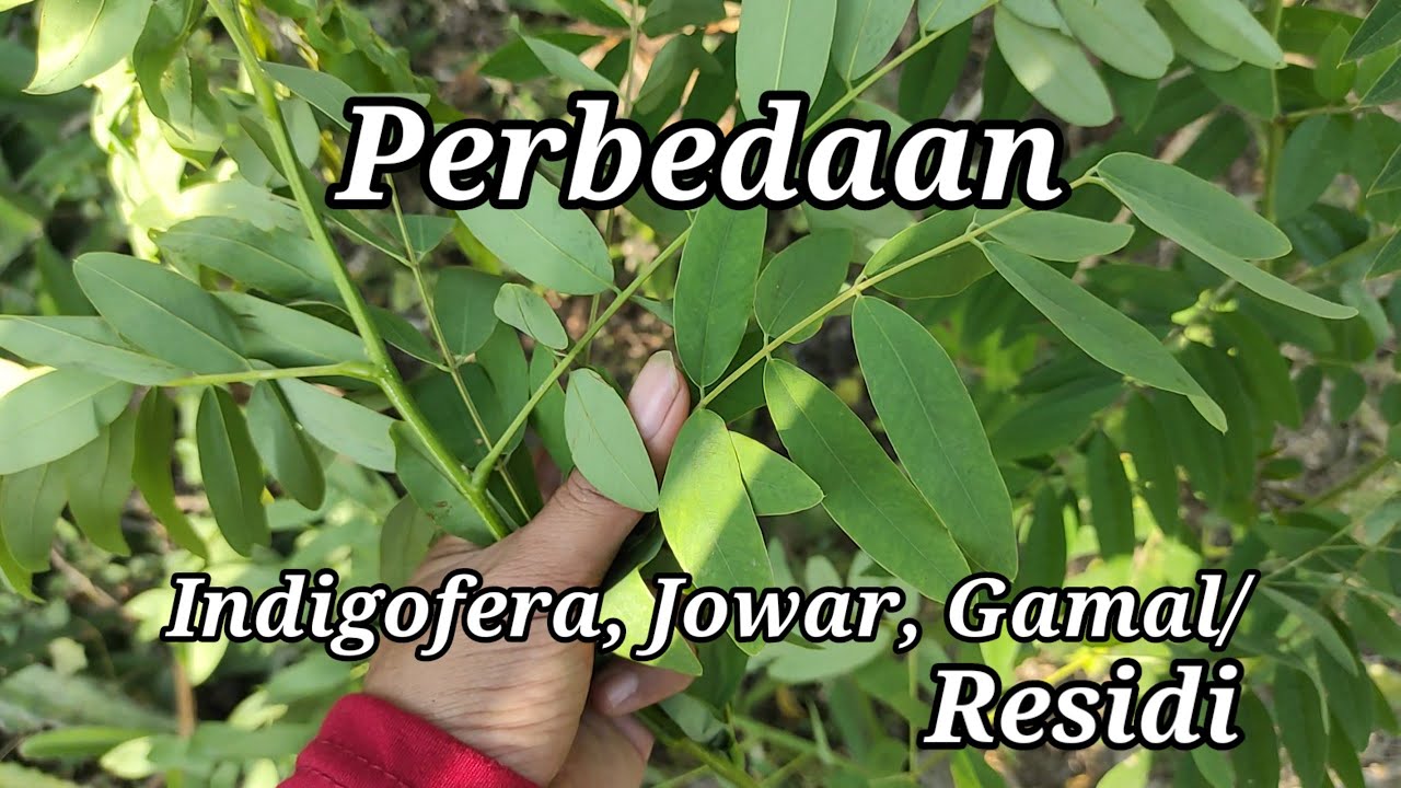 Perbedaan Indigofera, Gamal/Kleresidi, & jowar