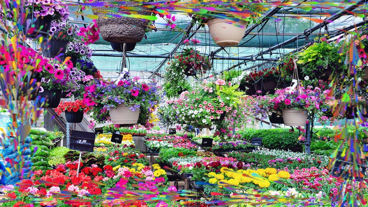 Guide Pratique : Comment Choisir les Meilleures Fleurs Annuelles pour Votre Jardin