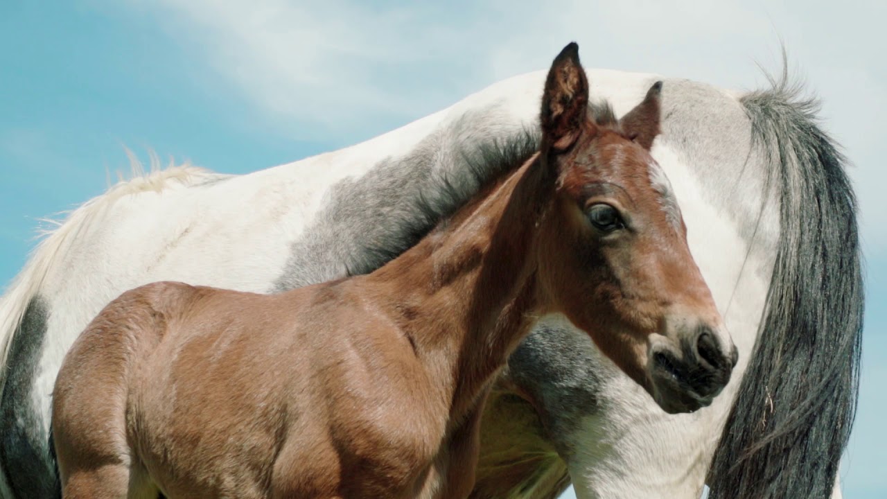 Gorgeous foal named after inspirational WWII veteran Captain Tom Moore
