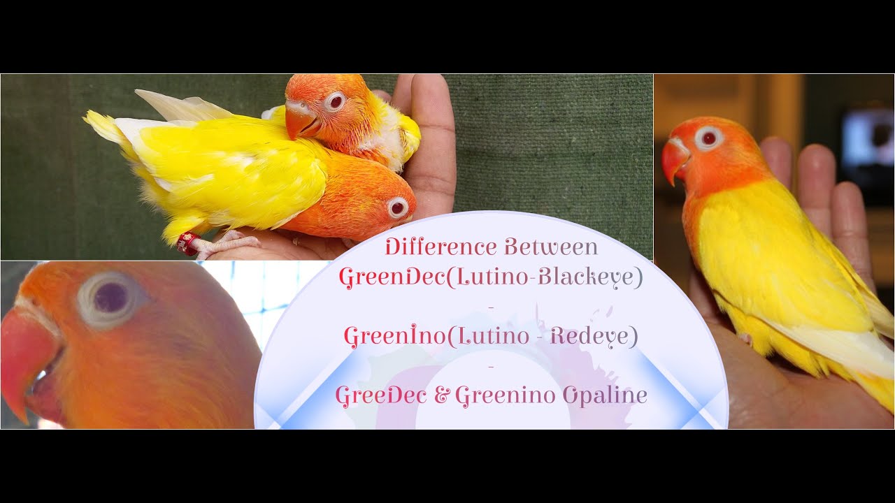 Lutino Personate and Lutino Fischer difference | And how to produce lutino opaline in Dec and NSLino